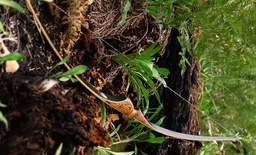 Langbogen Hestia Siren Archery