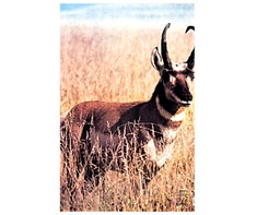 Tierbild Antelope Martin